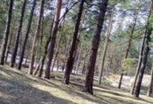 Беличанский лес присоединили к Голосеевскому парку.