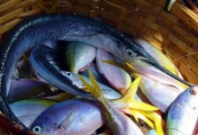 Россельхознадзор ввел ограничение на поставки рыбы с 242 предприятий Японии