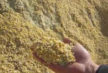 Ранее Армения заявила, что начала импортировать пшеницу из Ирана
