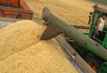 Эксперты ожидают рост цен на зерно в России в ближайшие две недели.