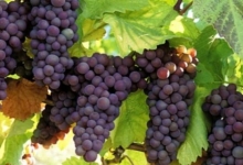 В Азербайджане в 2009 году собрано более 123 тыс. тонн винограда